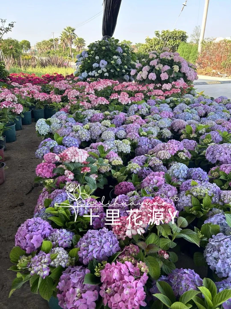 易哆梦幻新老枝两季开花大花绣球耐冷耐热庭院室内阳台