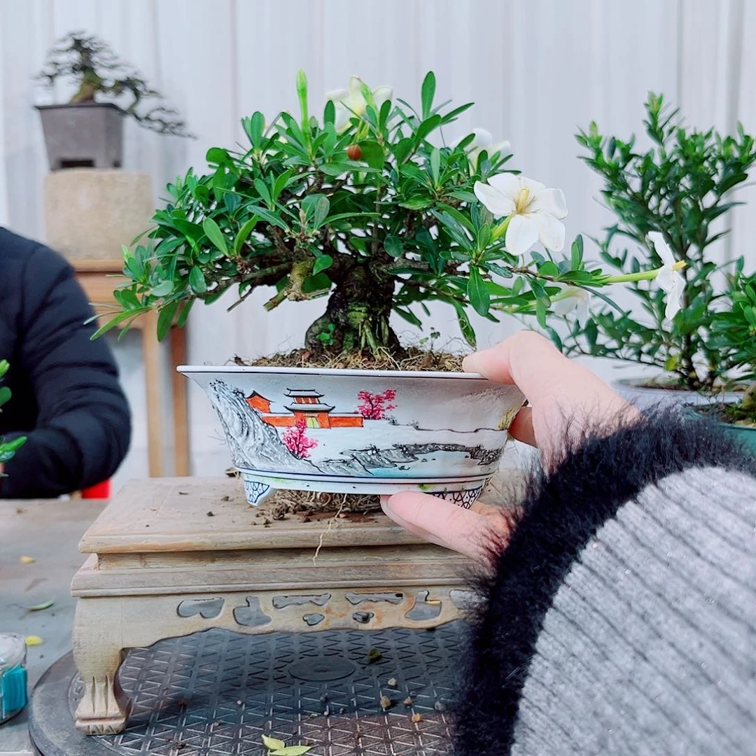 春***明腊玉栀子花花花花