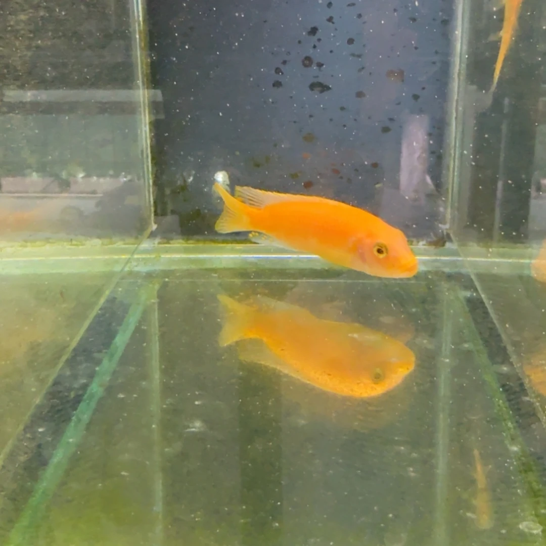 慈鲷371埃斯特斑马。