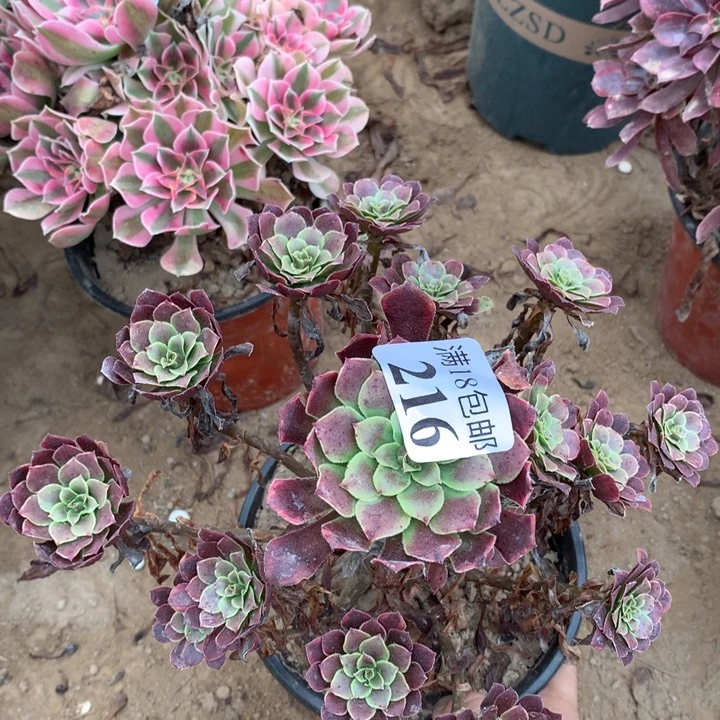 216铜玫瑰手捧1号棚