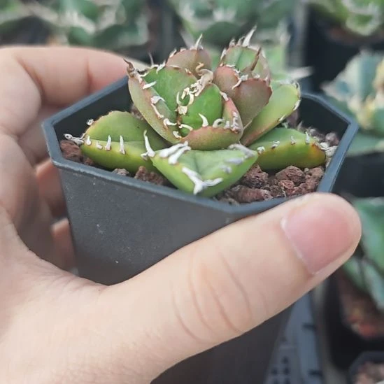 魔丸仁王冠龙舌兰包邮非偏远
