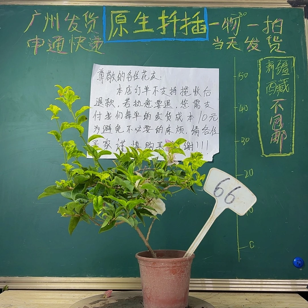 当前无花栽培后可以开花 福利 金边叶丽娜  66