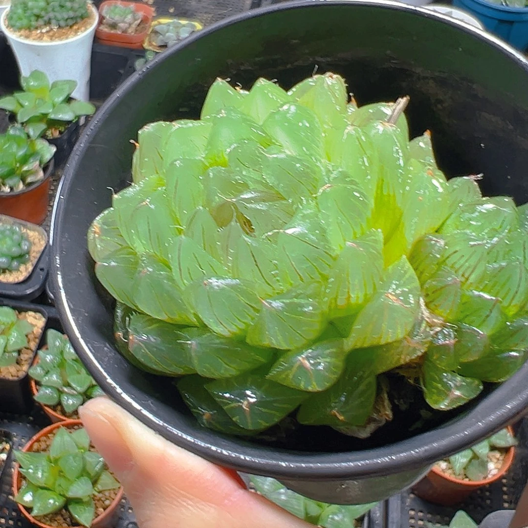 双头冰川玉露多肉