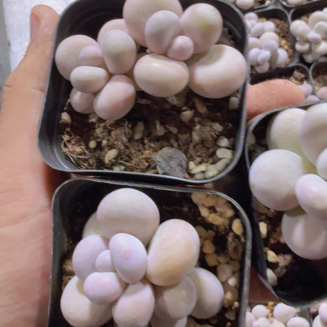 韩版双头蛋黄奶一颗