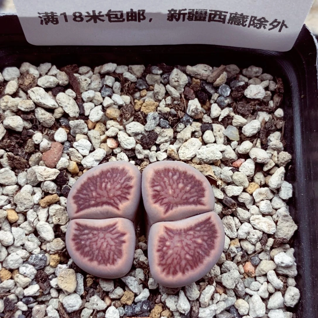 4873。