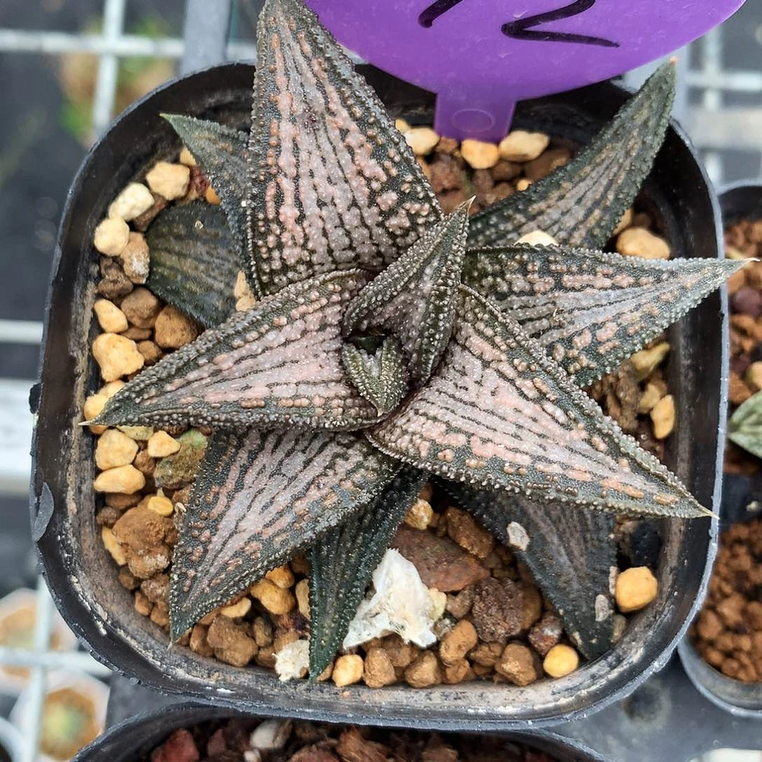 锦带桥，一物一一拍，带盆带土