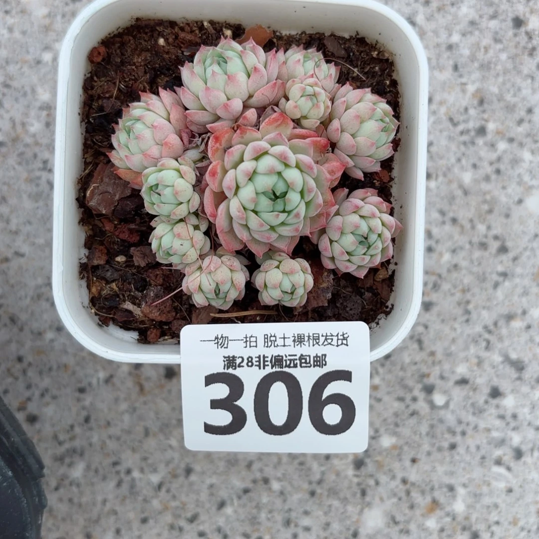 小粉梅无盆土发货