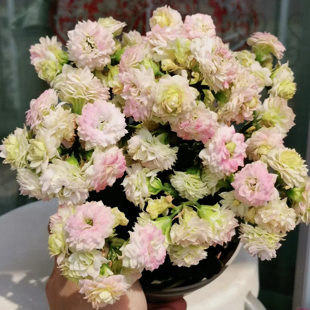 【婚礼冰淇淋】重瓣带花苞110盆