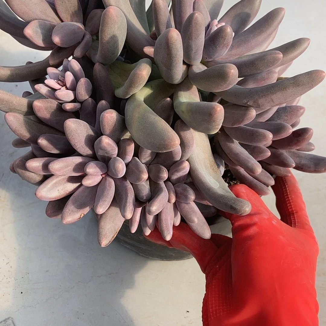 29 一物一拍退款拉黑