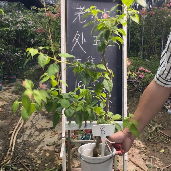 无花朵三角梅三角梅8