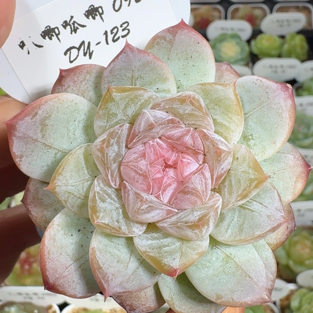0923-123-编号单头