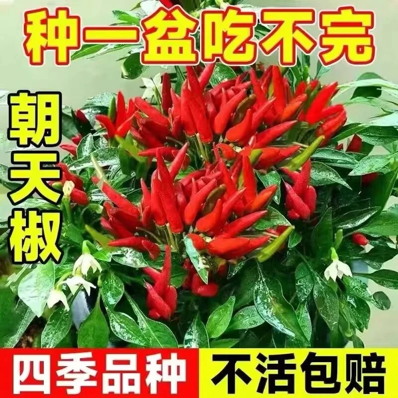 多种穴盘辣椒苗秧彩椒朝天椒菜椒小米辣蔬菜秧苗泡椒青椒盆栽室内