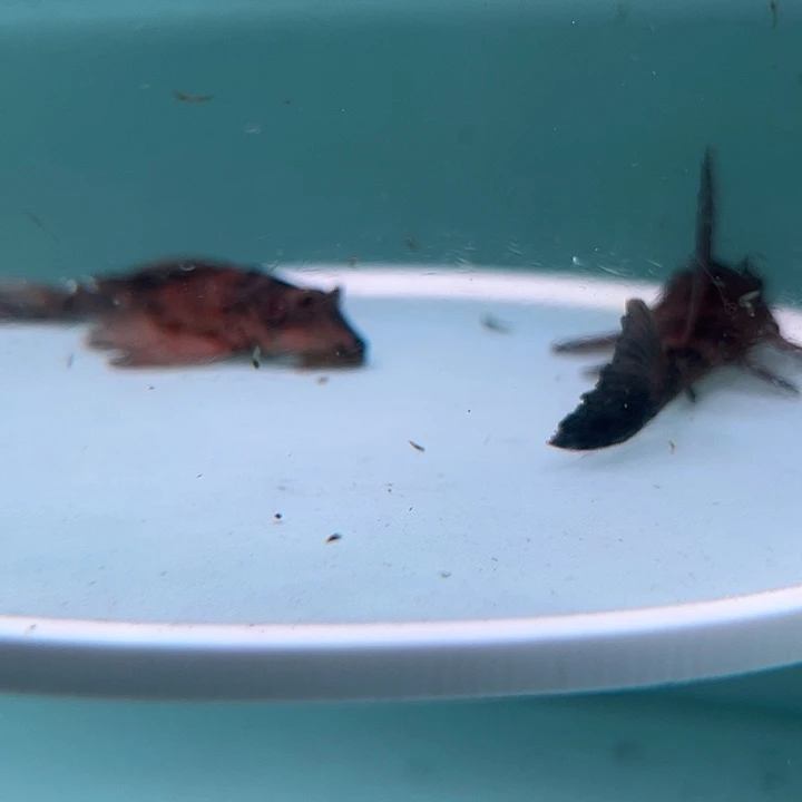 宠***明清道夫鱼4-014鳄鱼2条尺寸7-8