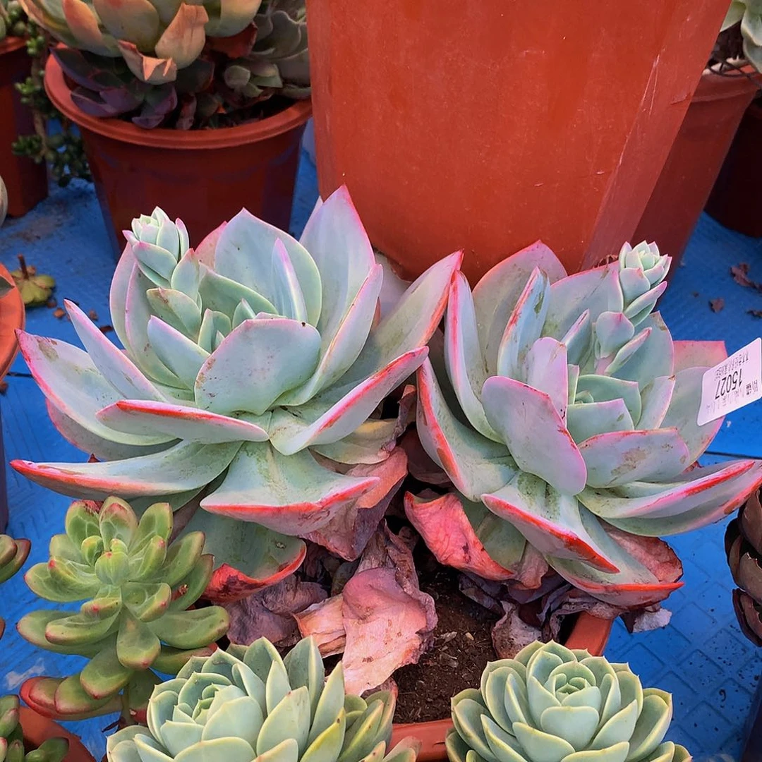 翠***花       血凤15027