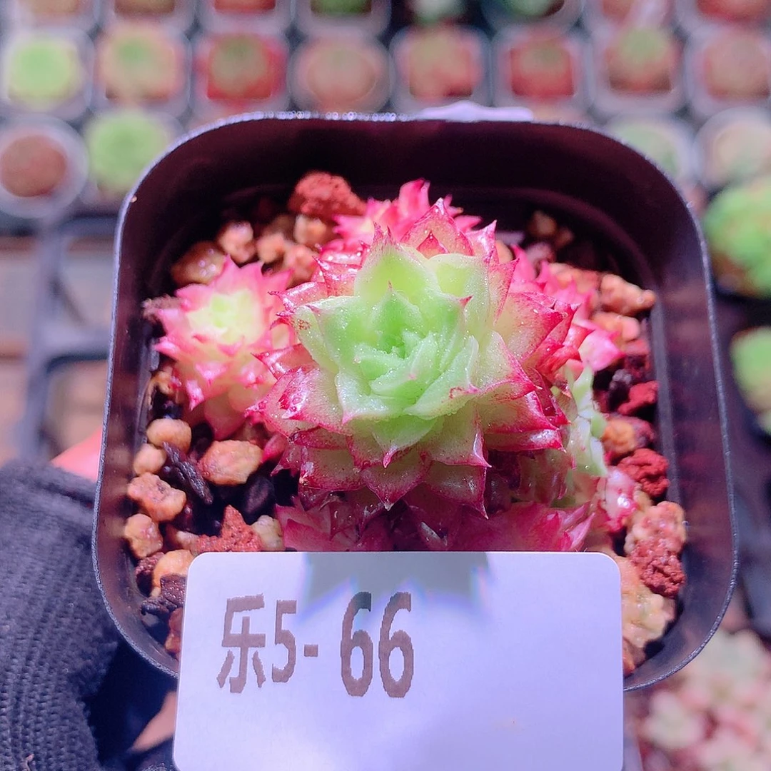 乐然5-66 麦秆群