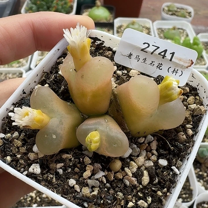 老马生石花四头毛3001