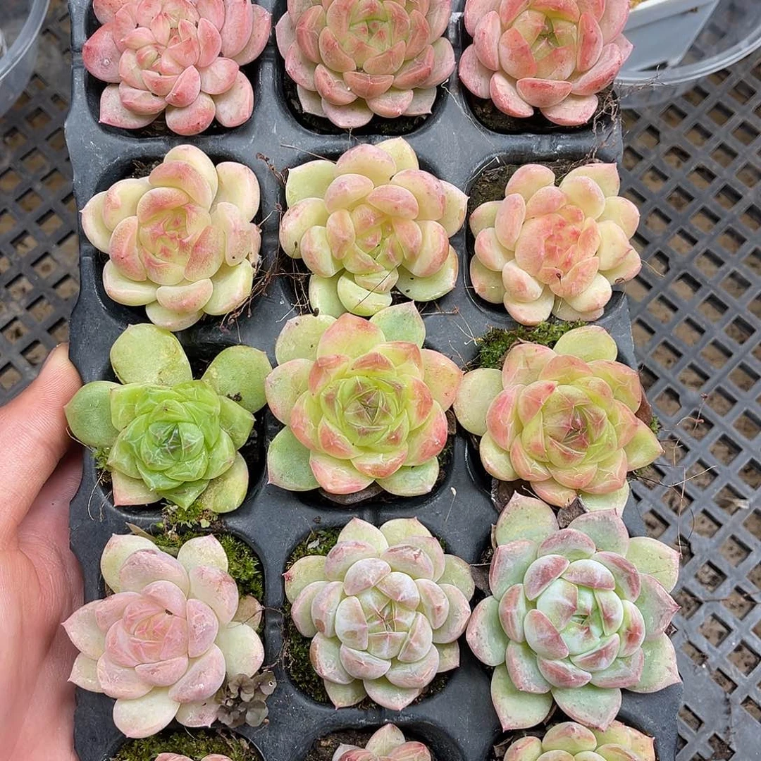 多肉一物一拍5-103