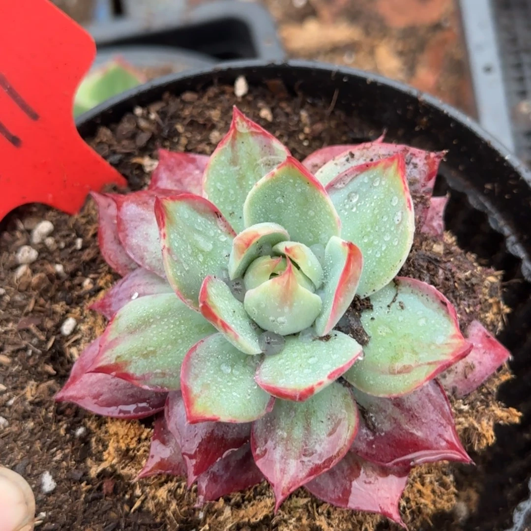 惊鸿一物一拍包装收缩花旱191