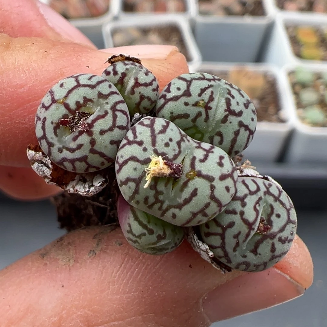 3.3好看的多肉脱土发货284