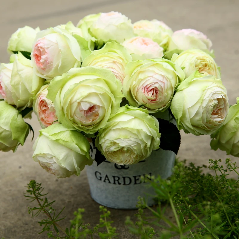 绿色不知名大苗浓香