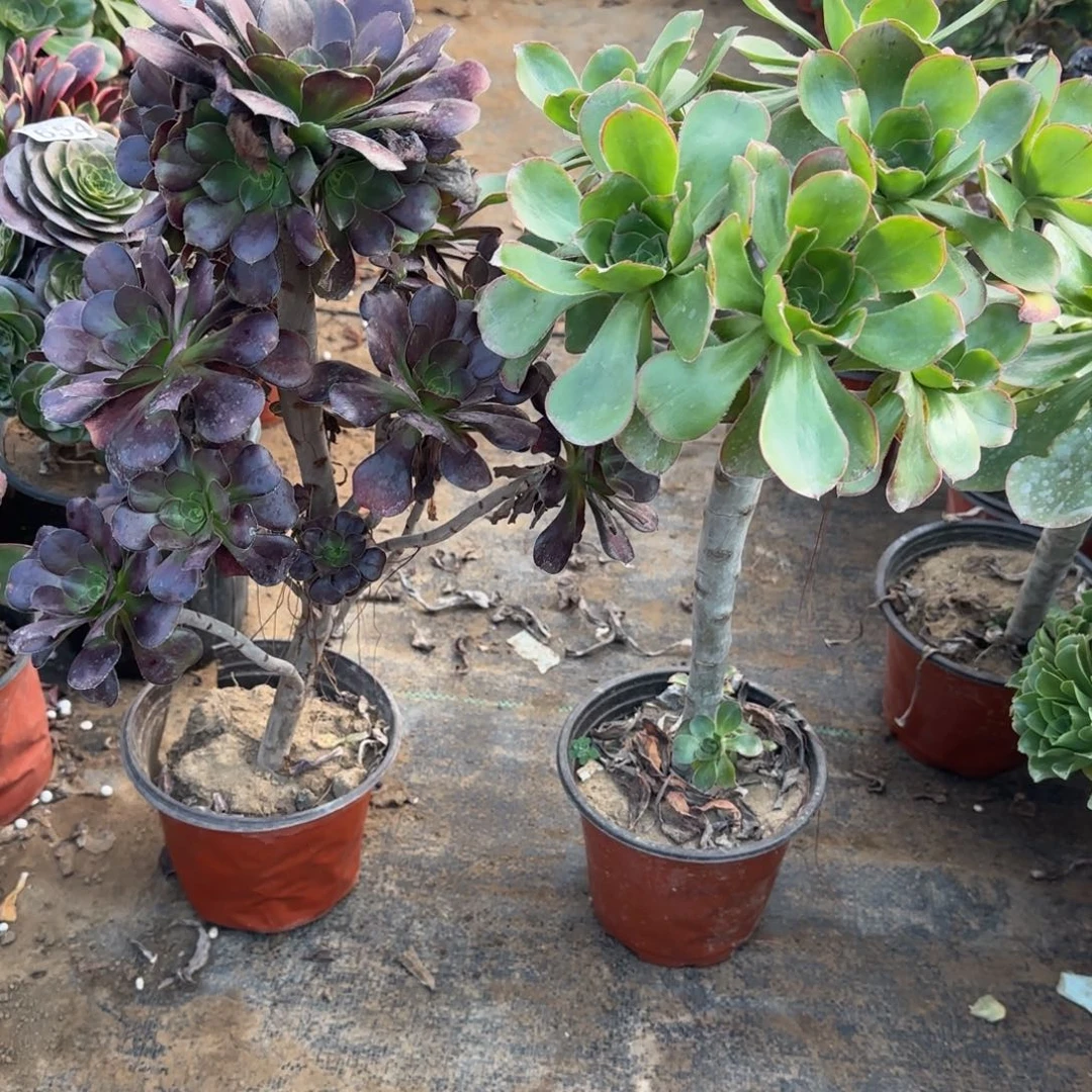 黑圆叶和艳姿高桩包邮断枝不包两年