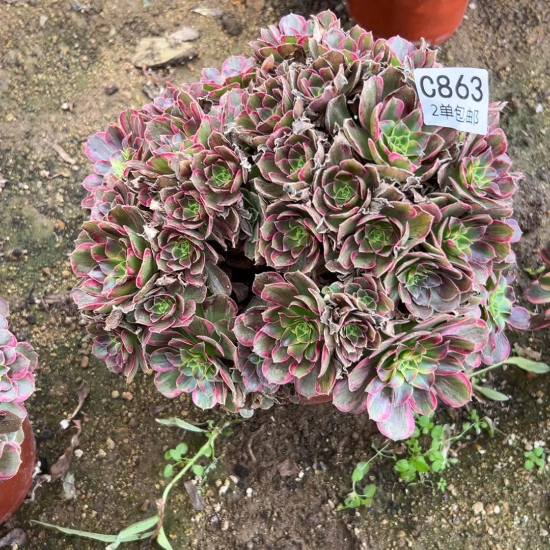 863多肉  安娜不包断头