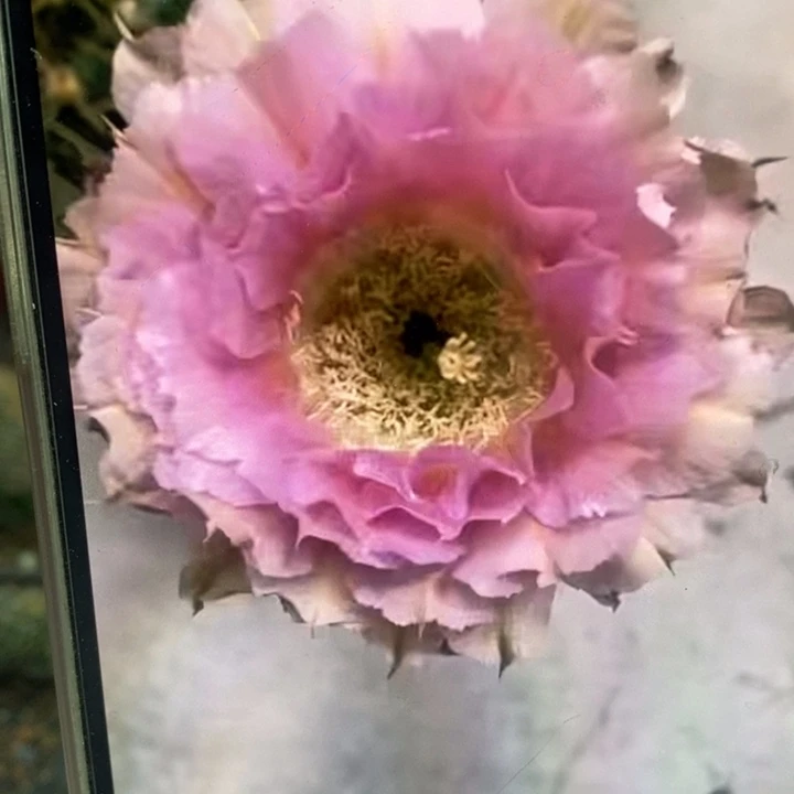 彩草318号侧芽3.5公分左右