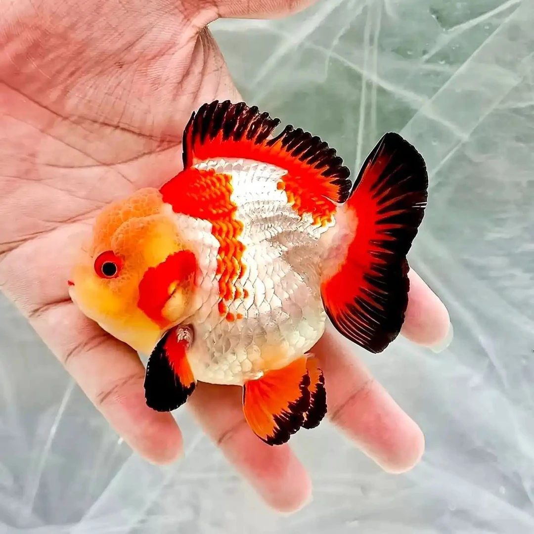 好养耐活的泰狮玛丽