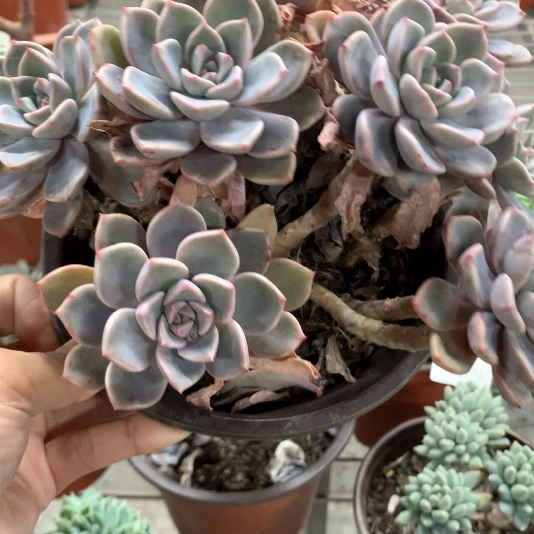 L***?红粉佳人多头植物