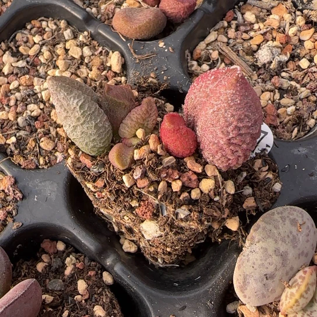 漫*水泡多肉植物水泡多肉