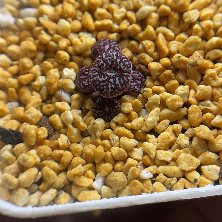 家人园艺园艺多肉生石花钻石墨128
