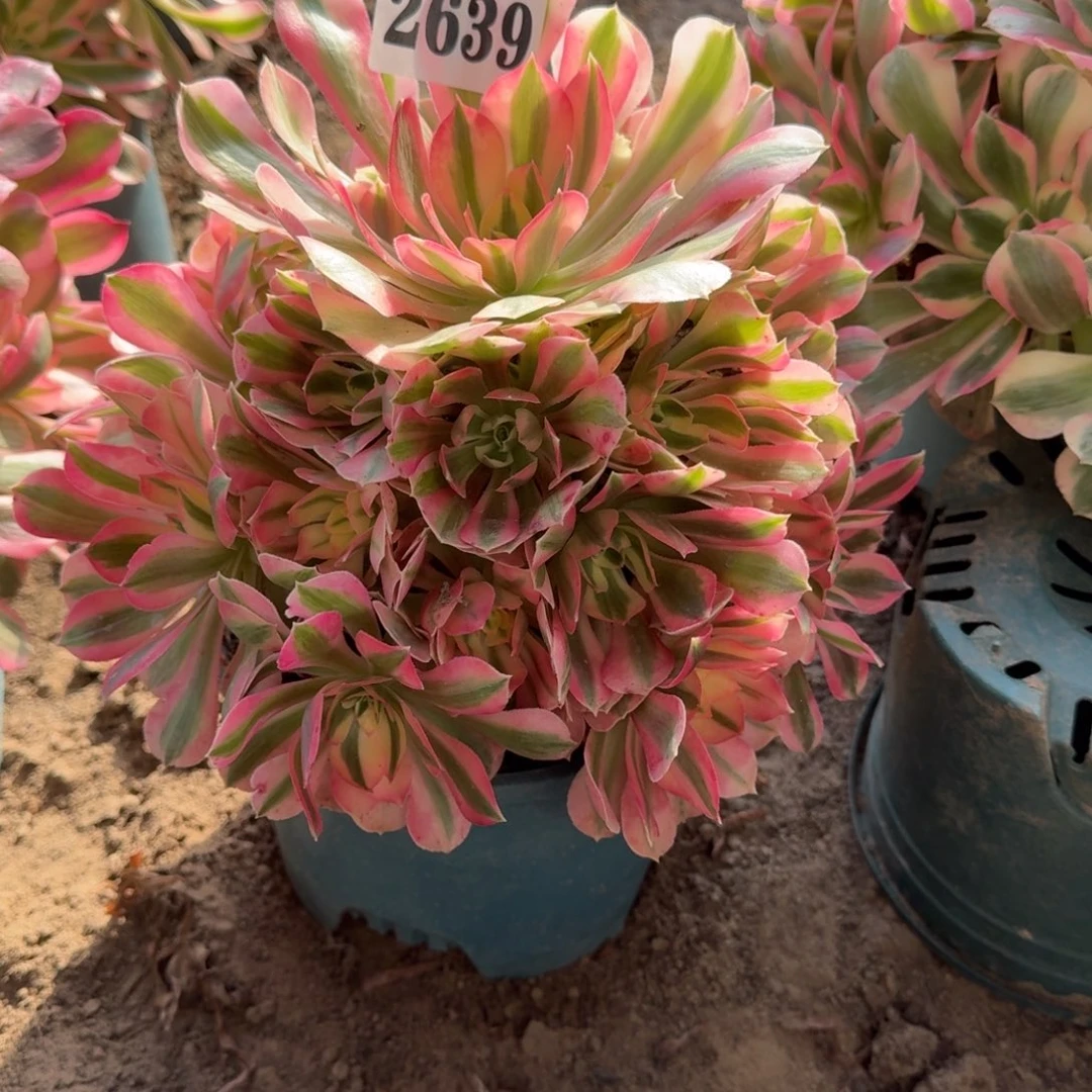 18-49法师粉女巫2639