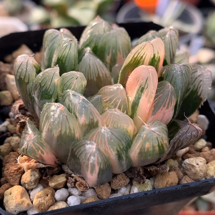 实生玉露锦，带盆发货