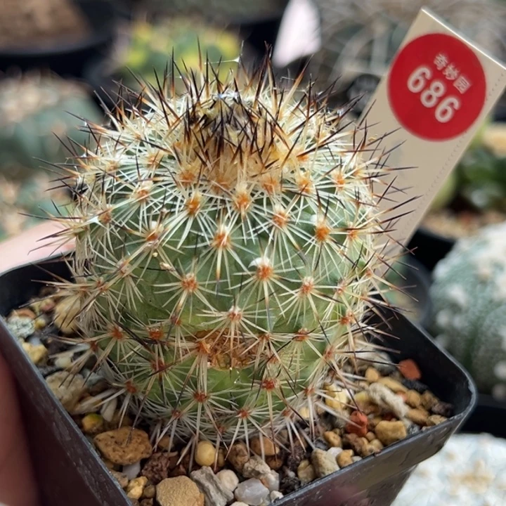 实生狂刺白琅玉侧面有斑4.7cm