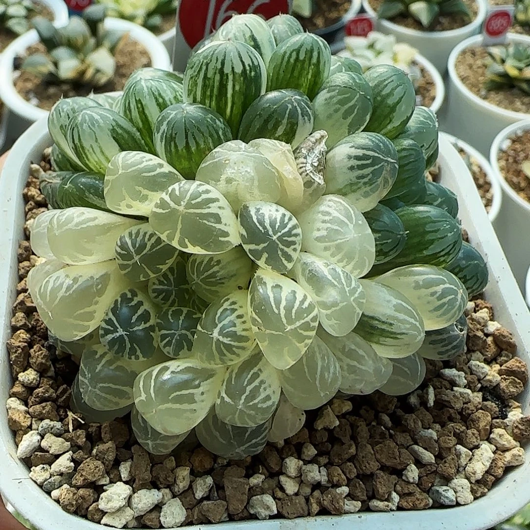 166号糊斑塑料皮玉露锦3头一物一拍带盆