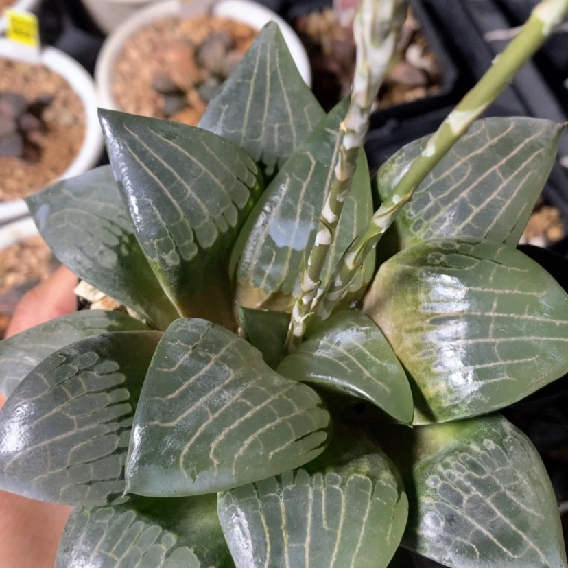 【闪购商品】@****初一303030