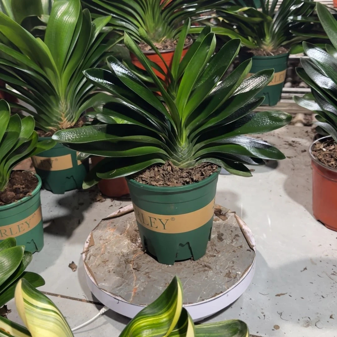 完全开放以后会开花