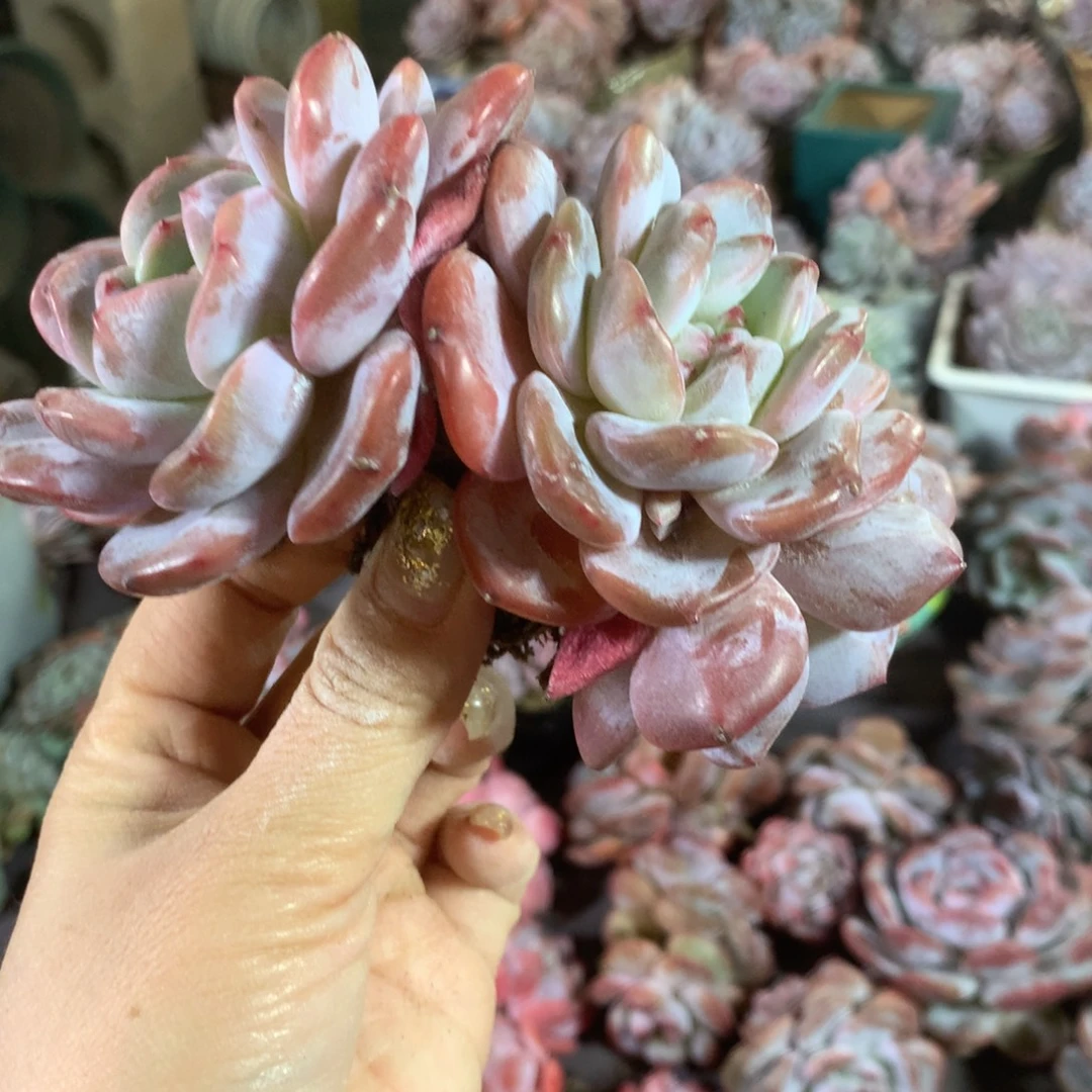 石榴籽哈哈哈哈哈哈哈哈哈，