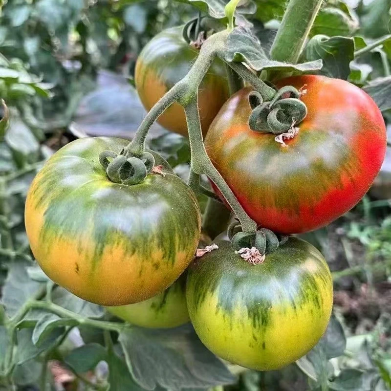 《小童优选》京东包邮盐碱地铁皮柿子高糖101自然熟多籽番茄水果