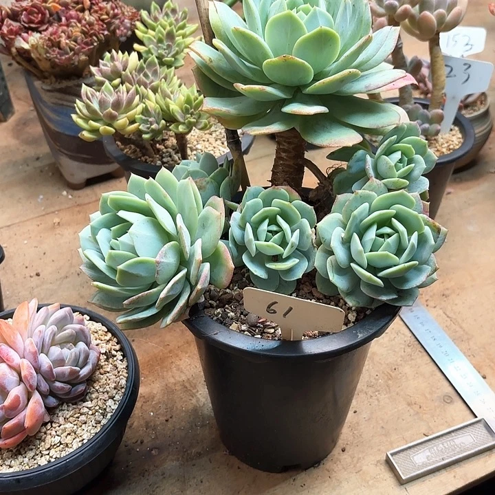 多肉植物，恋曲61号