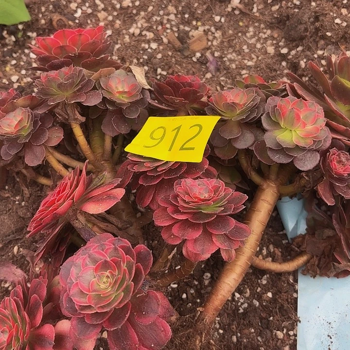 多肉植物福利来913个