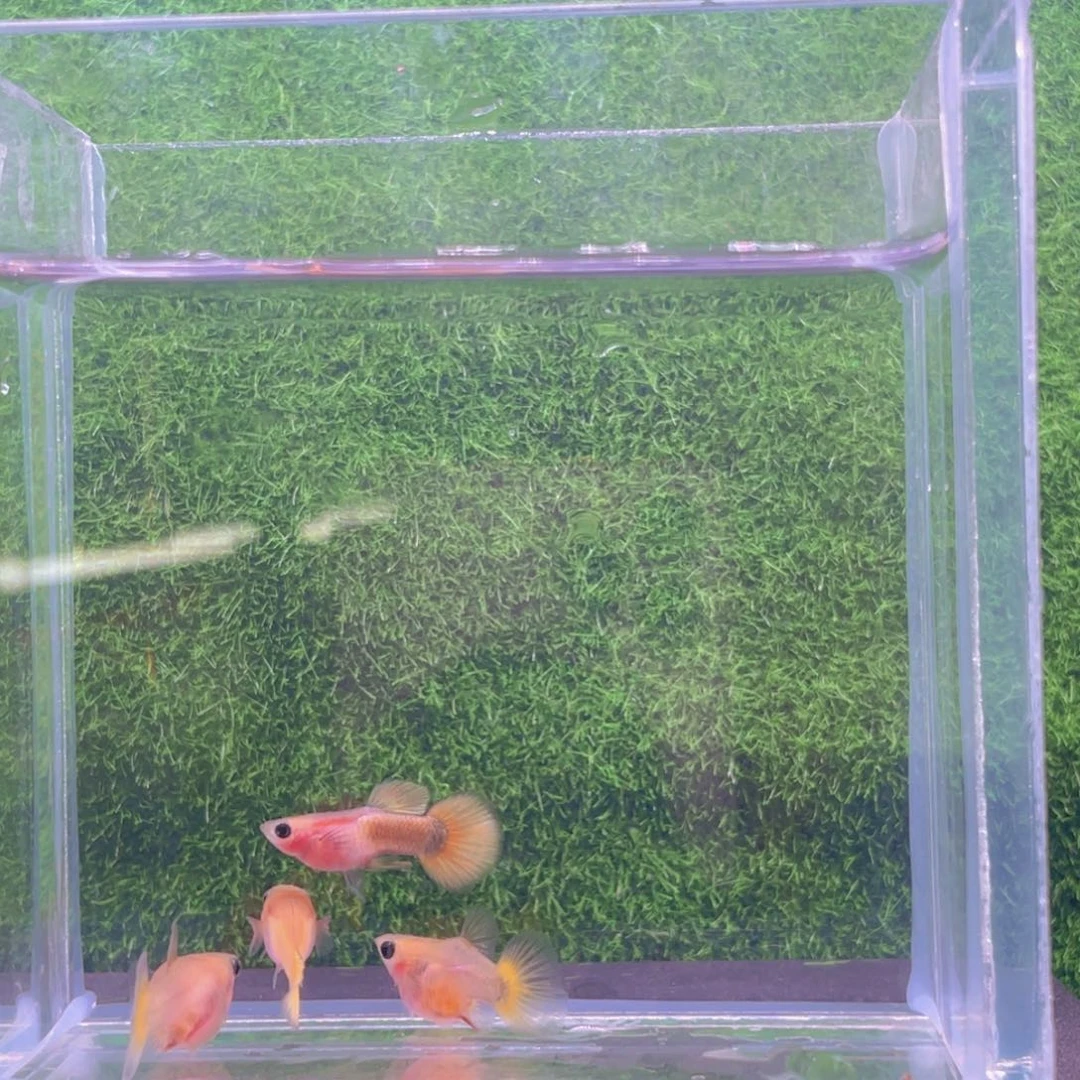 孔雀鱼黄金玻璃猫两对