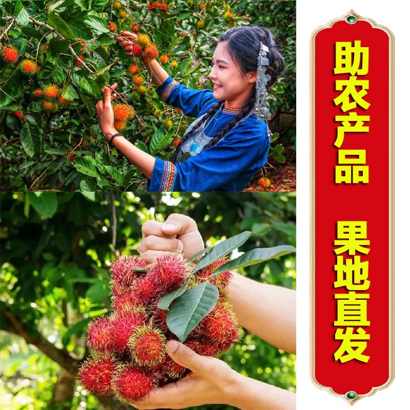 产地直发丨海南红毛丹5.5斤