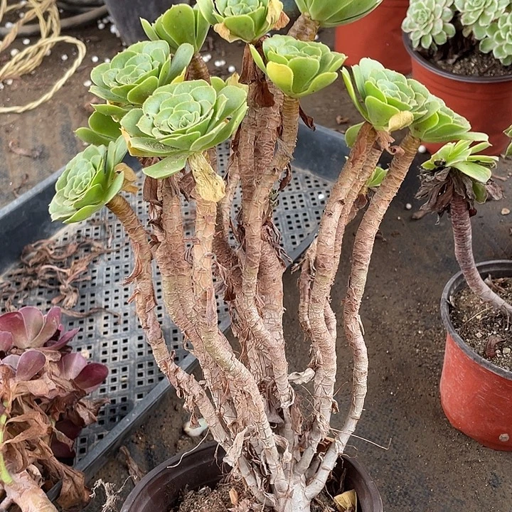 18绿羊绒多肉植物法师
