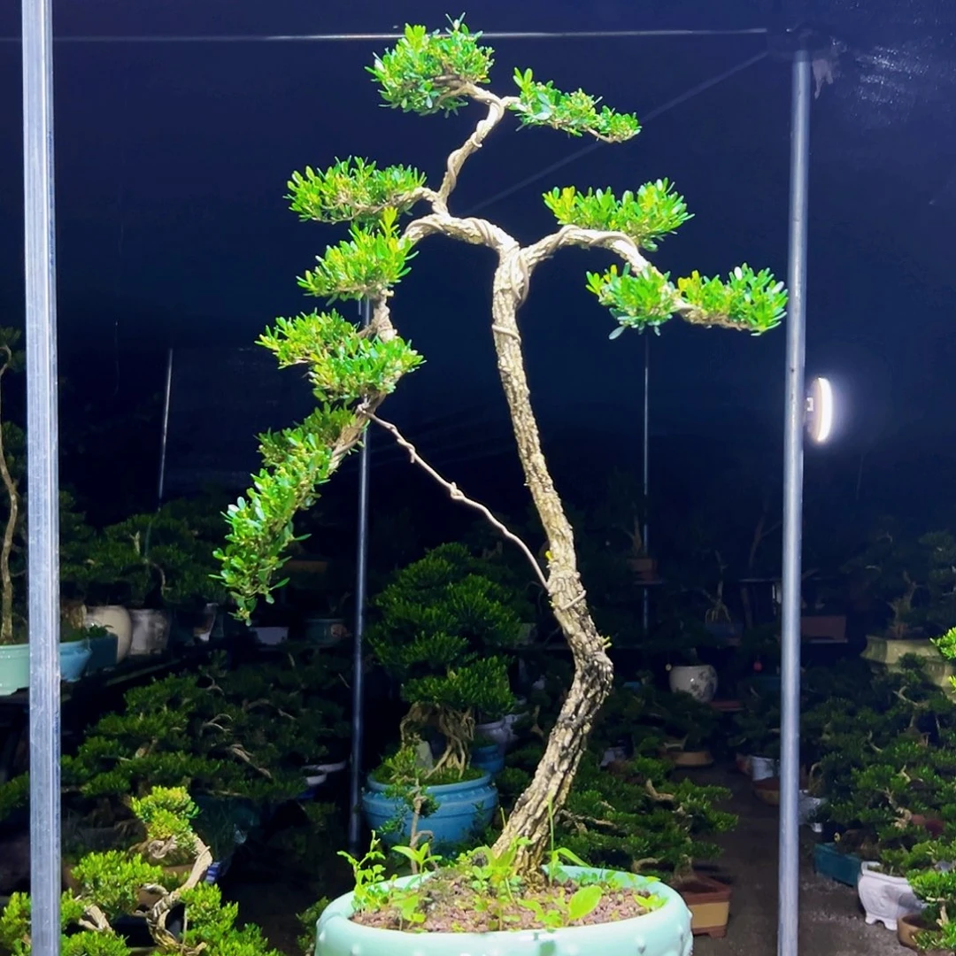 无花朵黄杨木