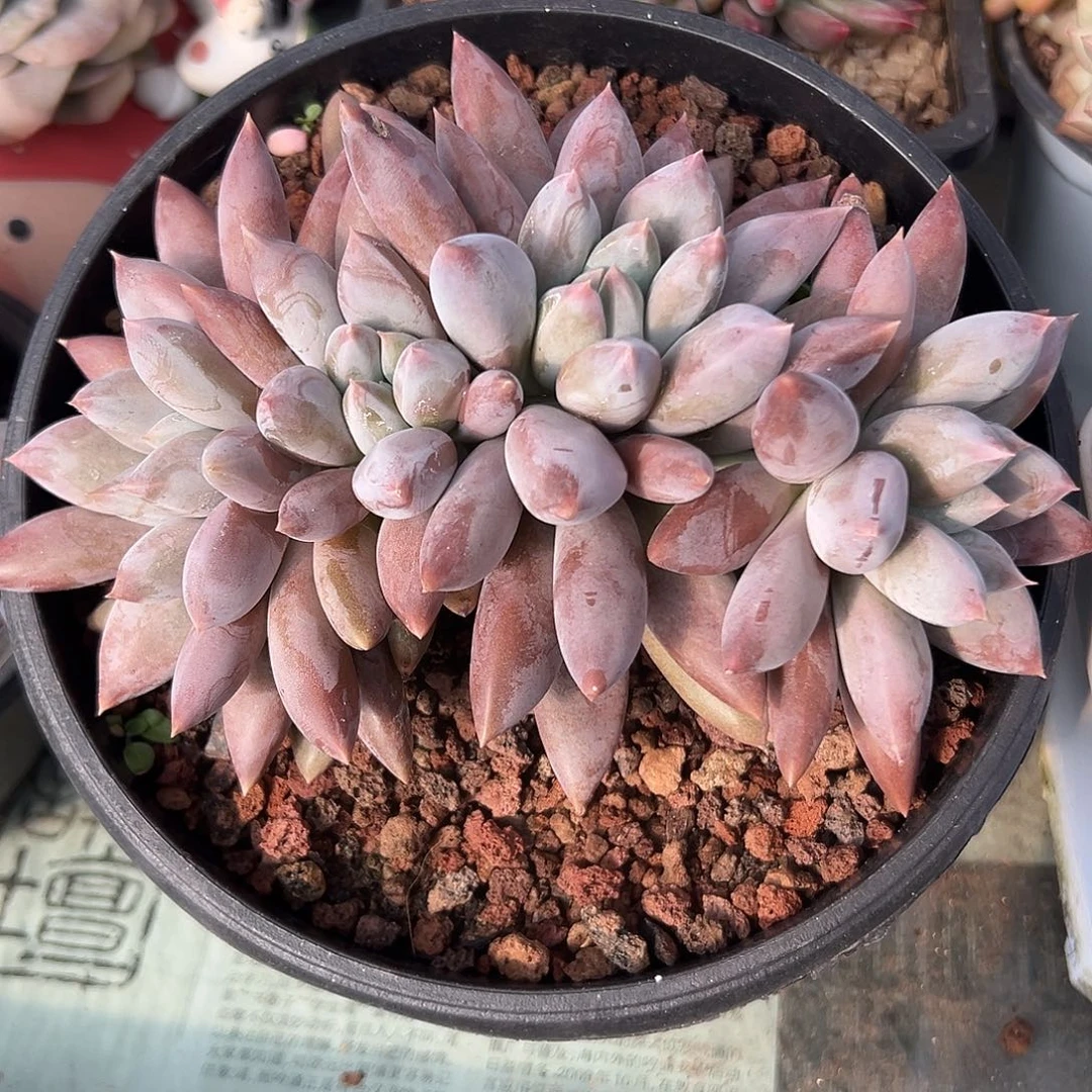 焦糖哥特萝莉一物一拍