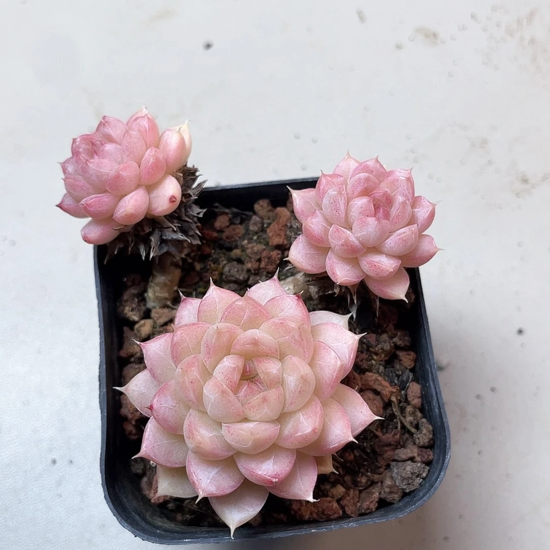 优选女王福利892