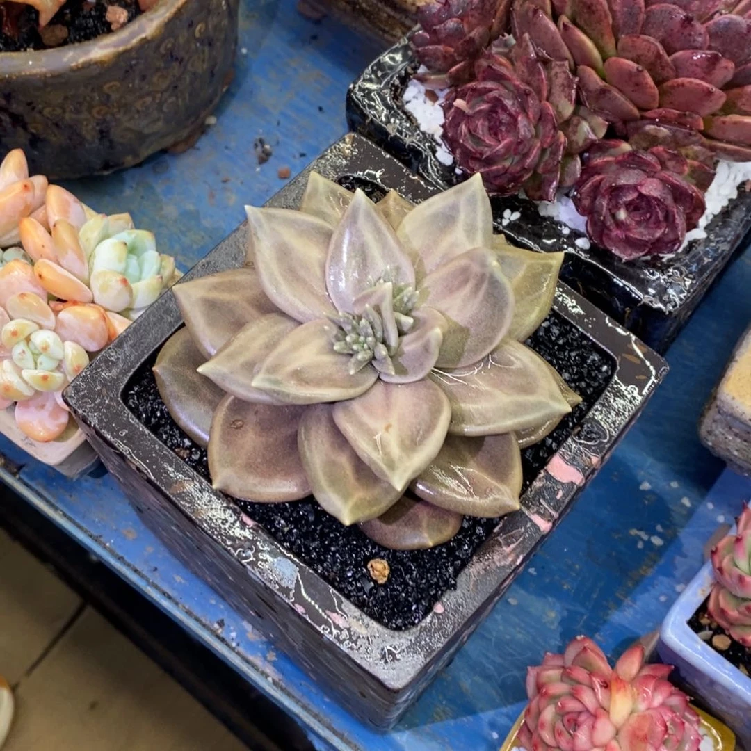 多肉植物盆栽多肉植物盆栽