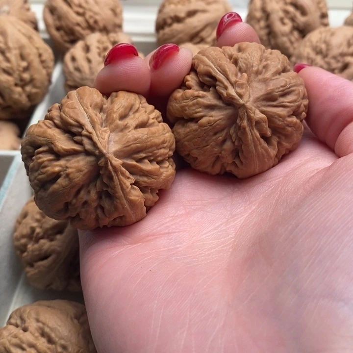 鑫***板霸王龙全品无修一刀没动