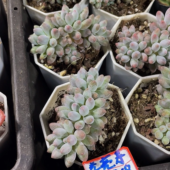 婴儿手指群带盆土发